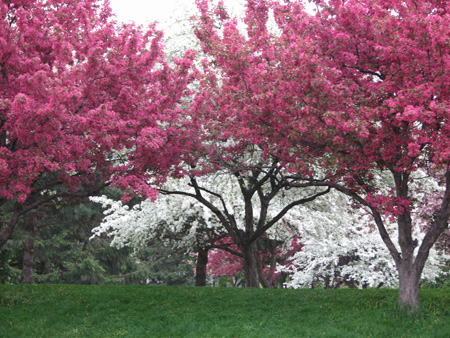 spring trees in bloom.jpg spring trees in bloom.jpg