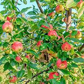 Aboretum Orchard Apples