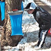 Maple Syruping