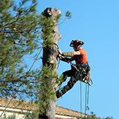 tree removal