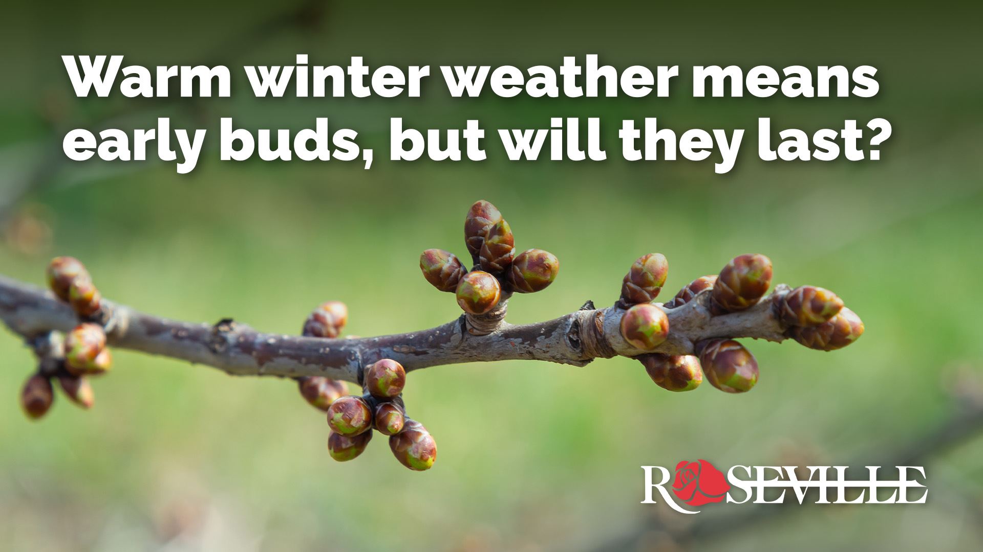 Warm winter weather means early buds, but will they last? 