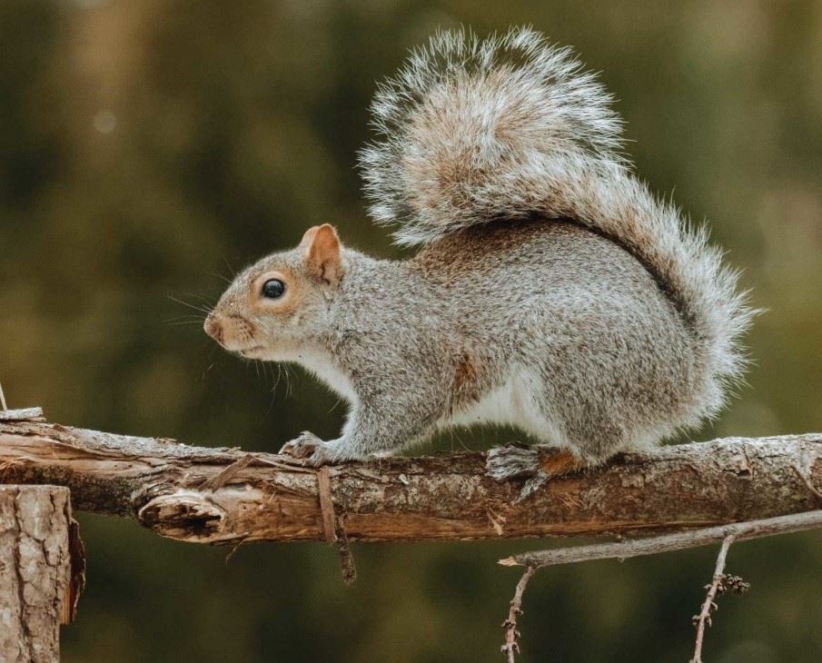 Gray Squirrel on all fours perched on branch