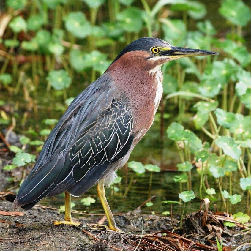 A blue green shore bird with yellow eye and long beak