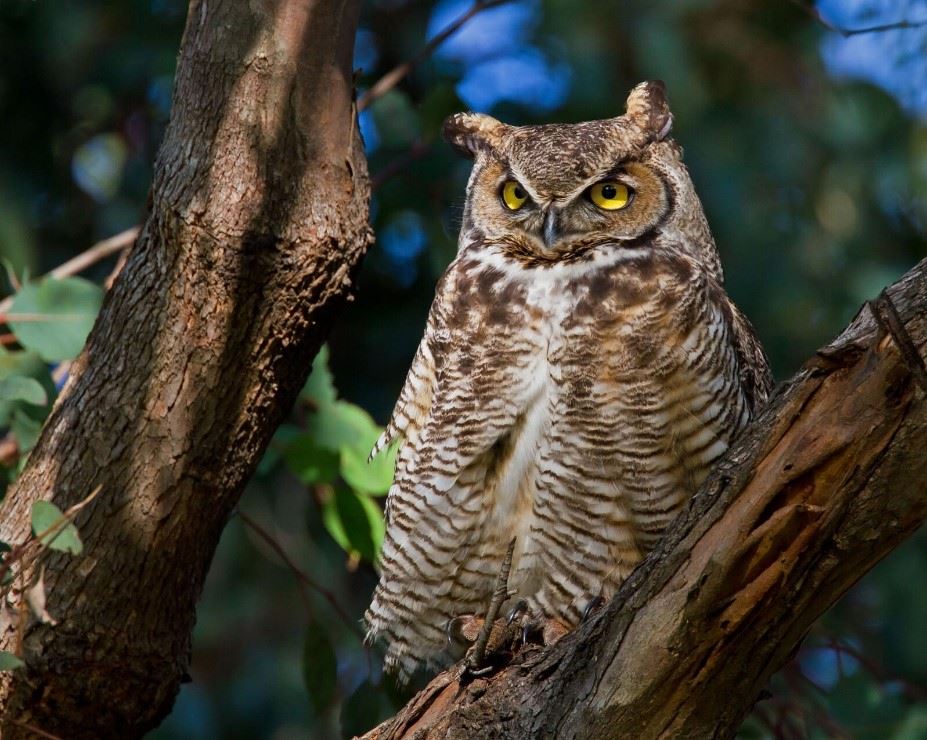 Great Horned Owl with brown and white feathers, ear tuffs, and yellow eyes