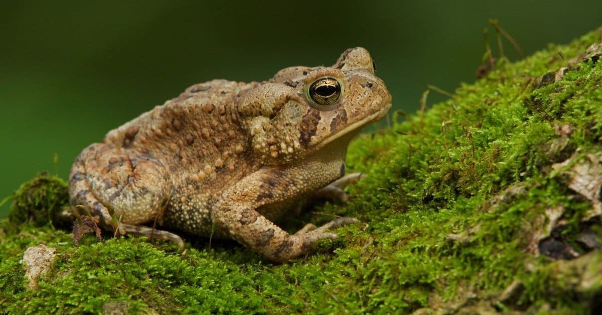 Brown lumpy American Toad with large eyes